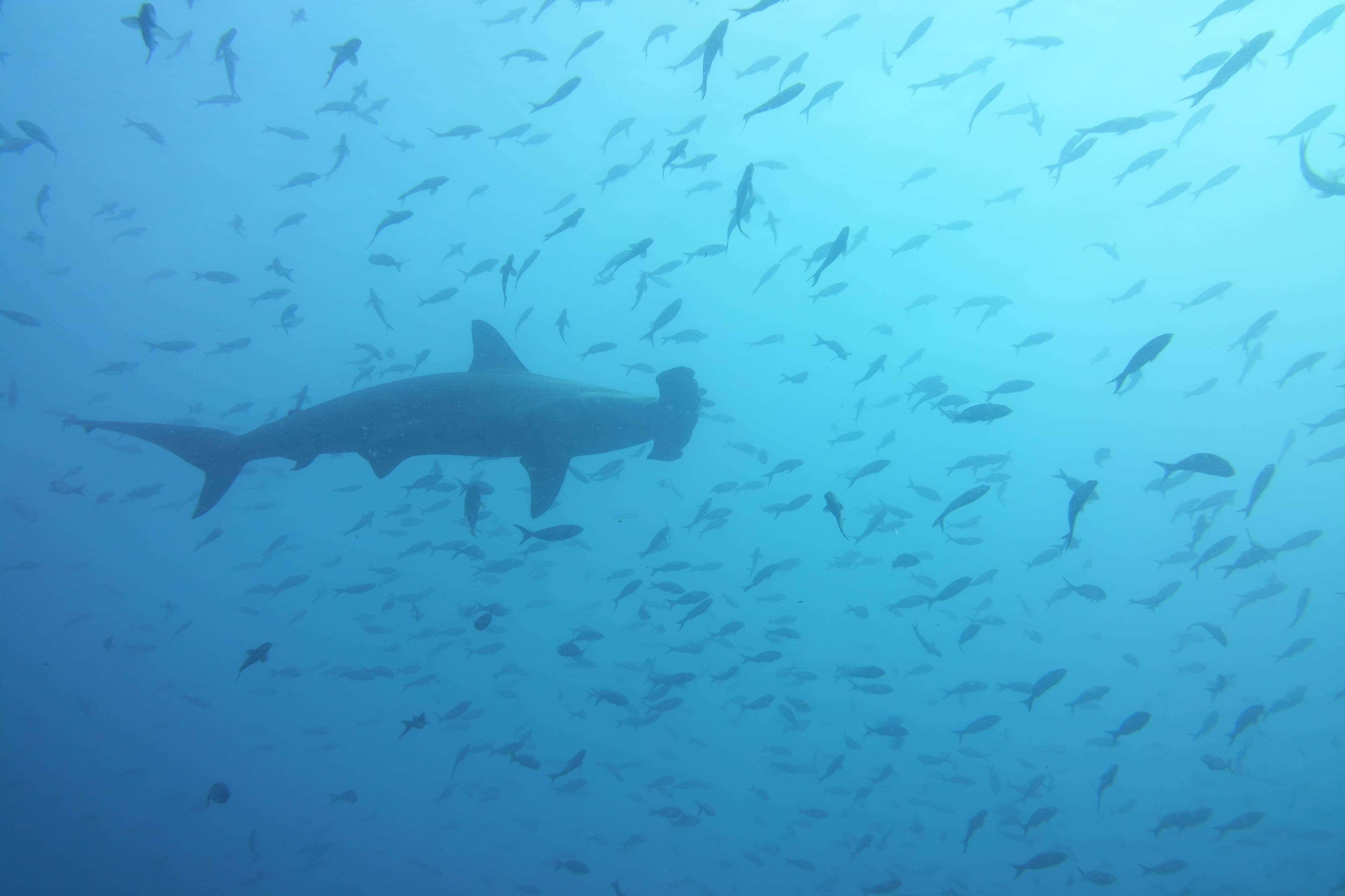 Encuentro con tiburón ballena