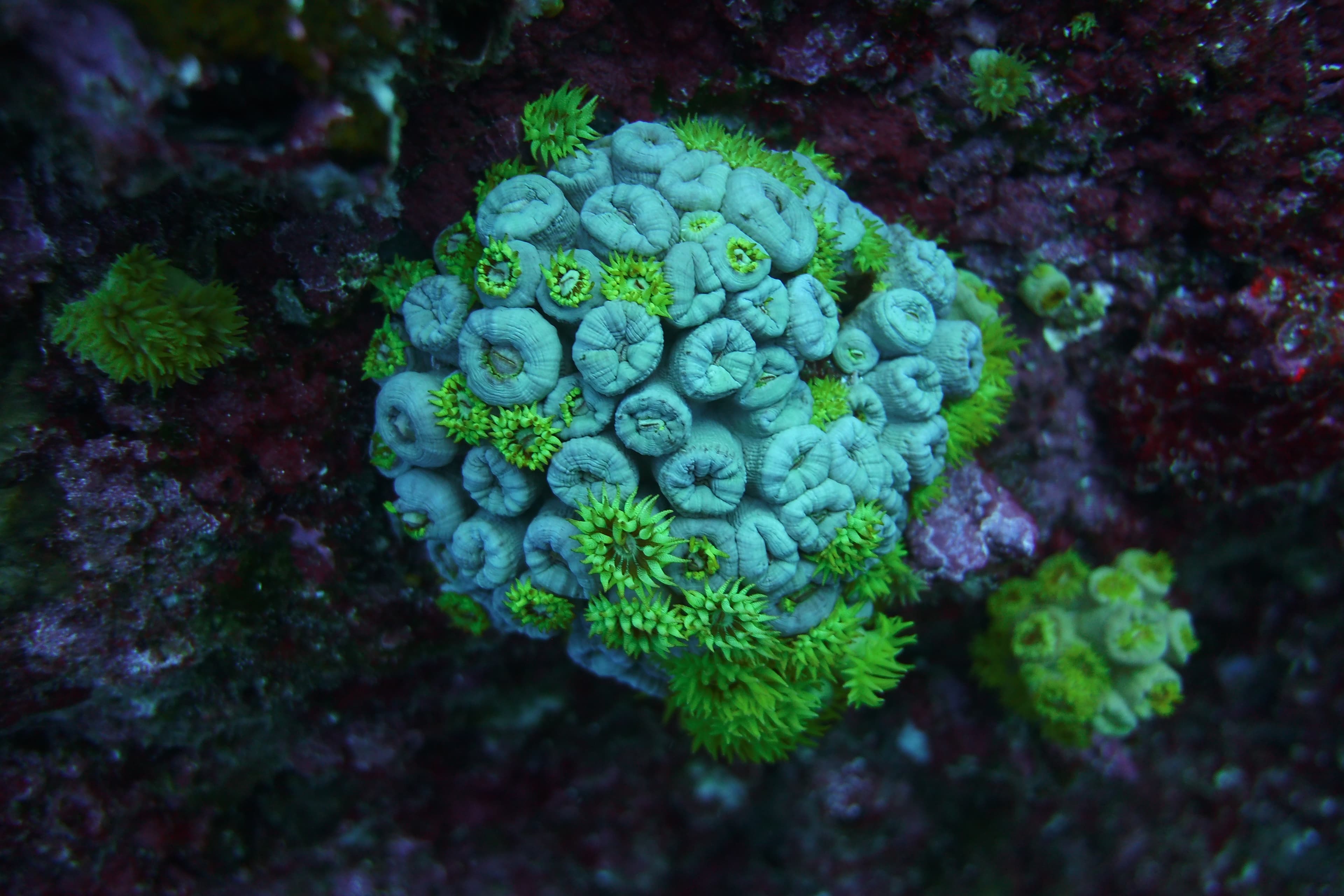 Buceo en arrecife de coral