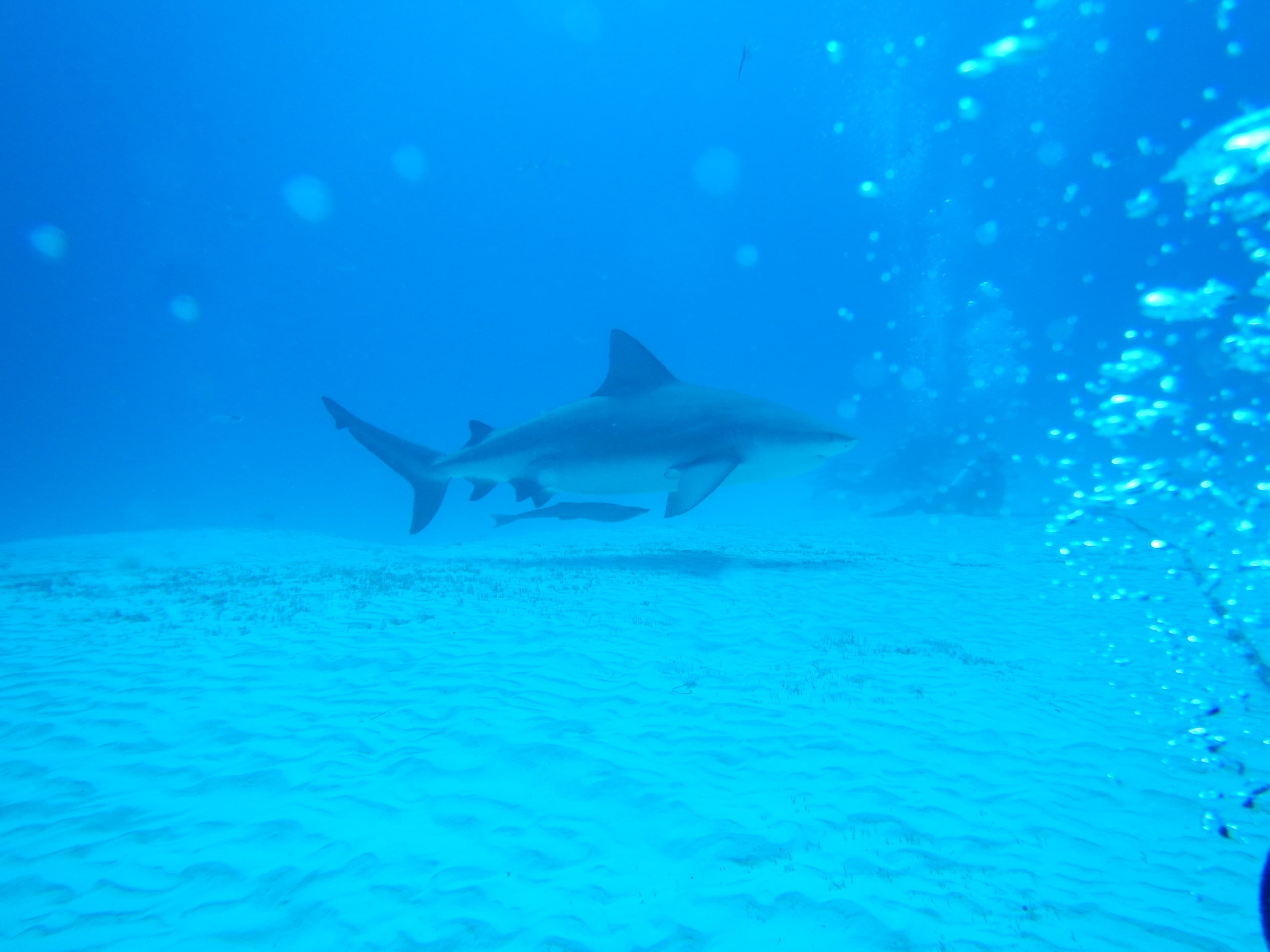 Buceo en kelp forest