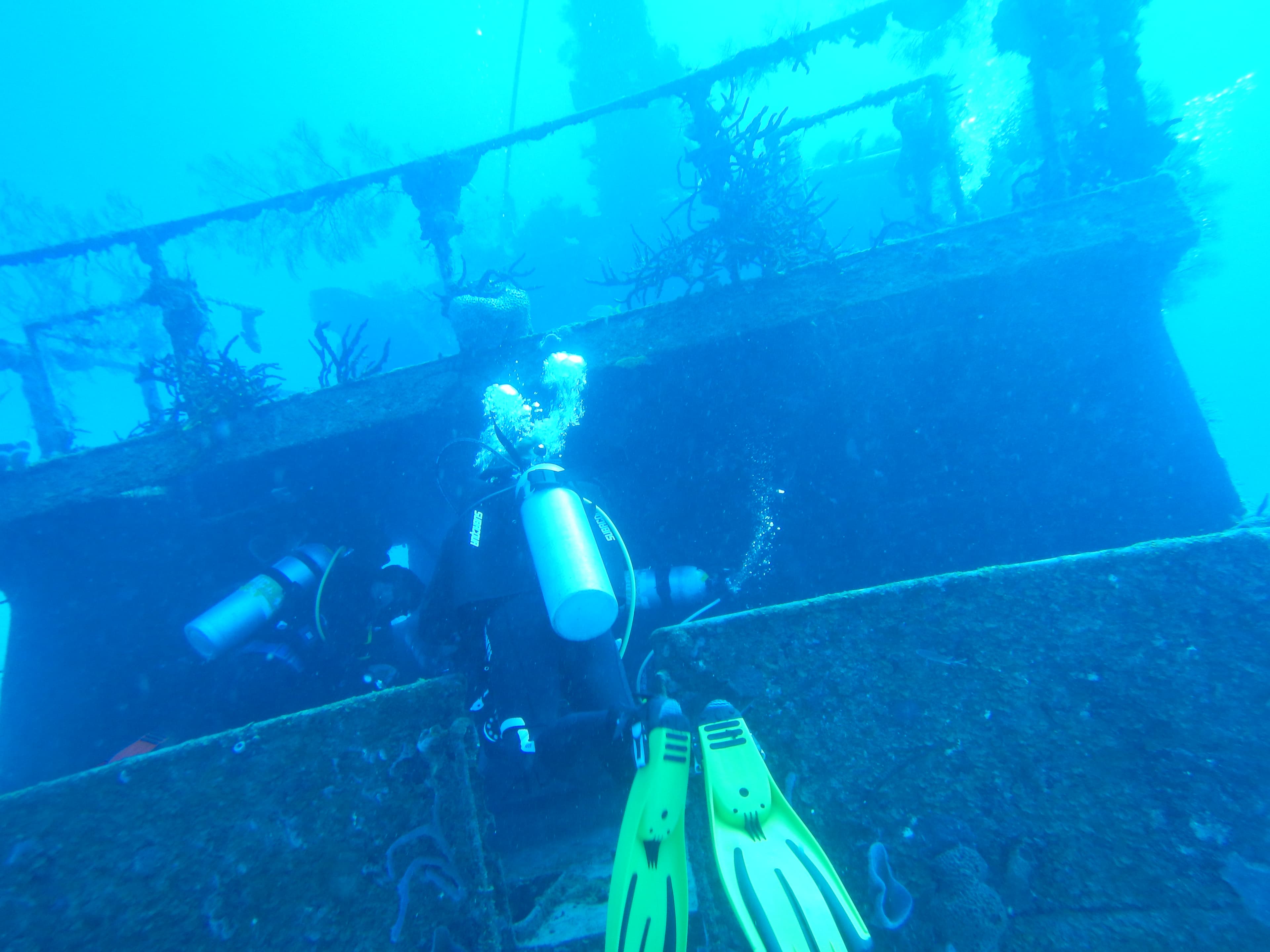 Buceo con delfines