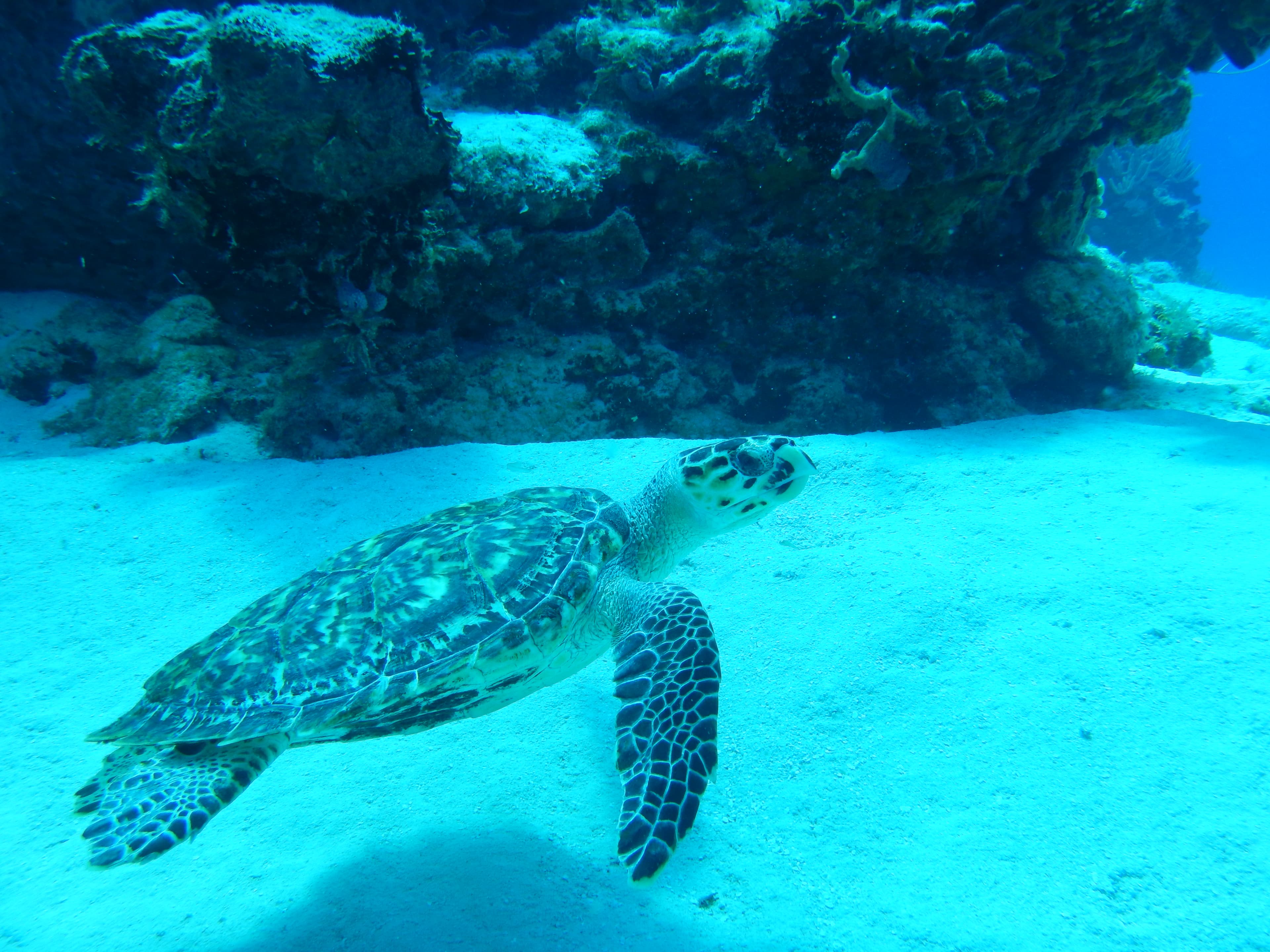 Buceo en aguas cristalinas